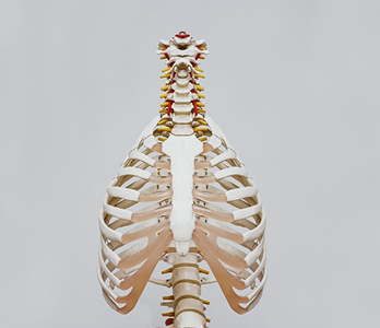 Skeleton